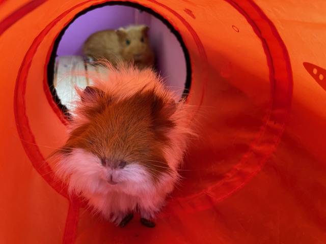 今日のふれあい広場
